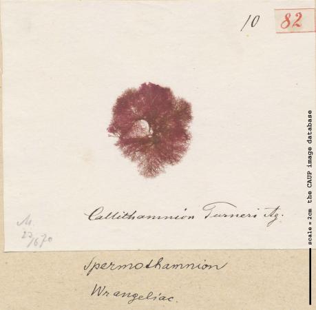 Spermothamnion repens_82.jpg